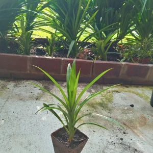 Pandan Fragrant Live Plant - Pandanus Amaryllifolius Rooted, 10-24 Inches - Image 8