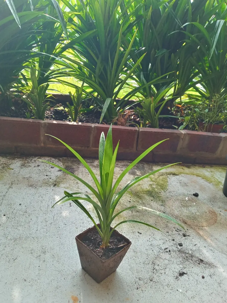 Pandan Fragrant Live Plant - Pandanus Amaryllifolius Rooted, 10-24 Inches - Image 8