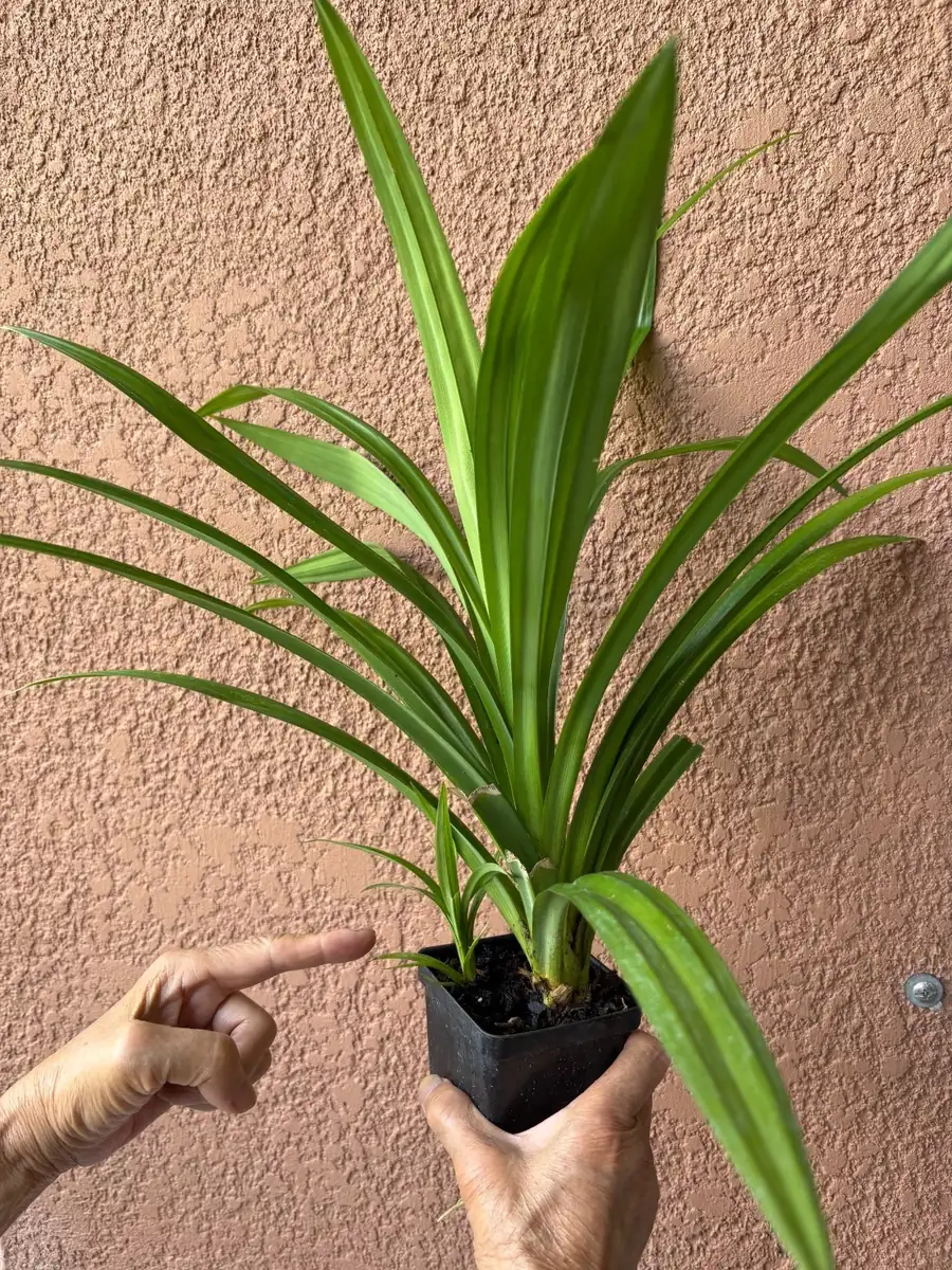 Pandan Fragrant Live Plant - Pandanus Amaryllifolius Rooted, 10-24 Inches - Image 1