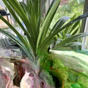 Pandan Leaves Live Plant (Lá Dứa) - Organic, 10-17 inches Tall, Potted - Image 2