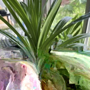 Pandan Leaves Live Plant (Lá Dứa) - Organic, 10-17 inches Tall, Potted - Image 4