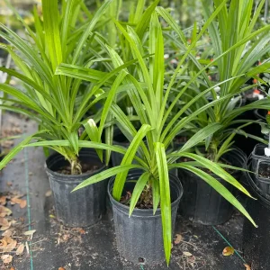 Pandan Live Plant 1-2 Feet Tall – Fragrant Tropical Herb – 1 Gallon Pot - Image 3