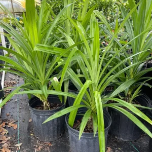 Pandan Live Plant 1-2 Feet Tall – Fragrant Tropical Herb – 1 Gallon Pot - Image 4