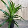 Pandan Live Plant - 4 inch Pot - Aromatic & Culinary Herb - Indoor/Outdoor - Image 1