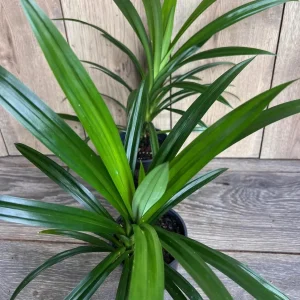 Pandan Live Plant - 4 inch Pot - Aromatic & Culinary Herb - Indoor/Outdoor - Image 3