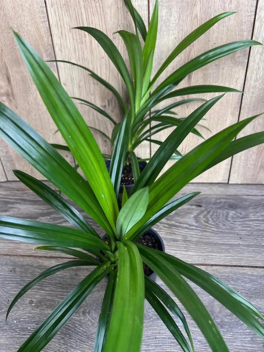 Pandan Live Plant - 4 inch Pot - Aromatic & Culinary Herb - Indoor/Outdoor - Image 3
