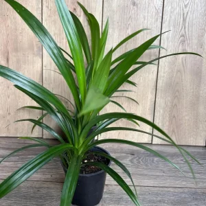 Pandan Live Plant - 4 inch Pot - Aromatic & Culinary Herb - Indoor/Outdoor - Image 1