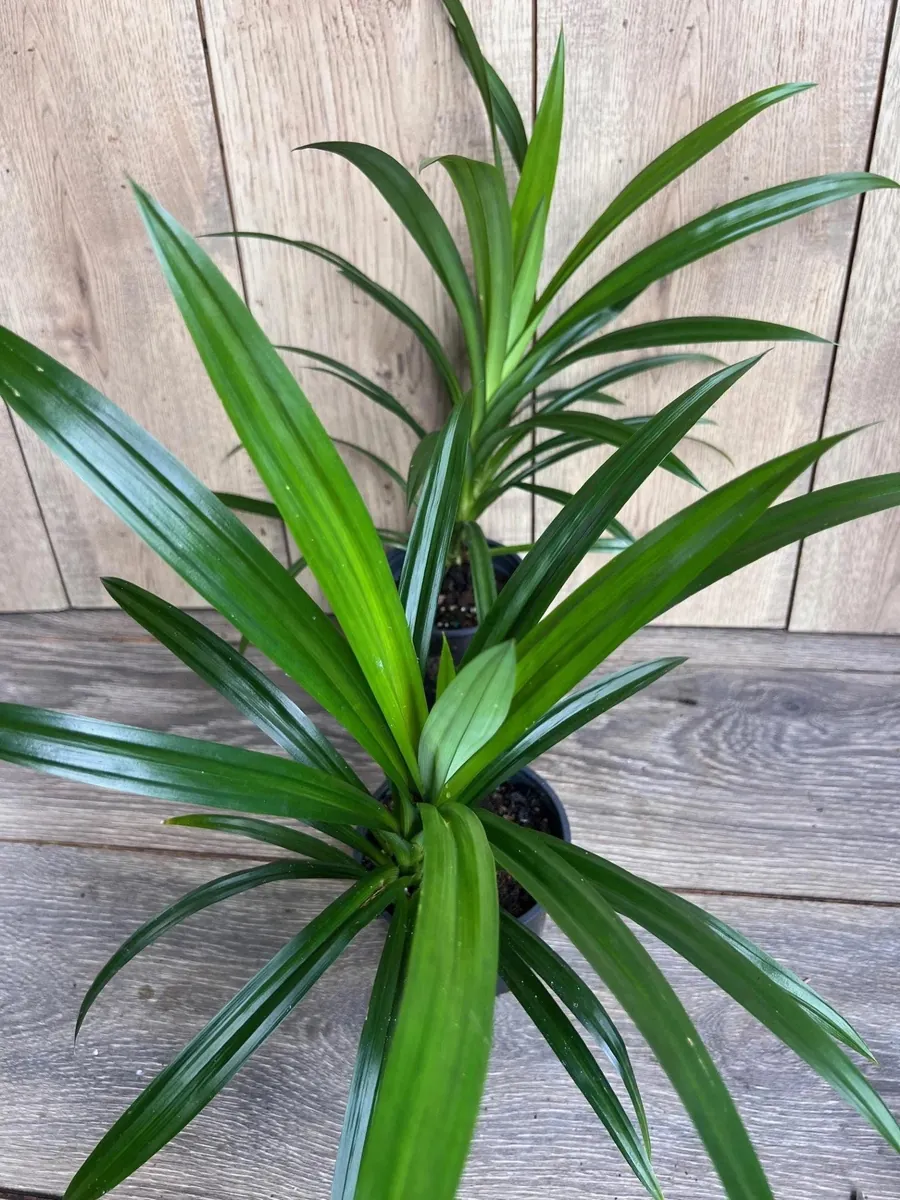 Pandan Live Plant - 4 inch Pot - Aromatic & Culinary Herb - Indoor/Outdoor - Image 4