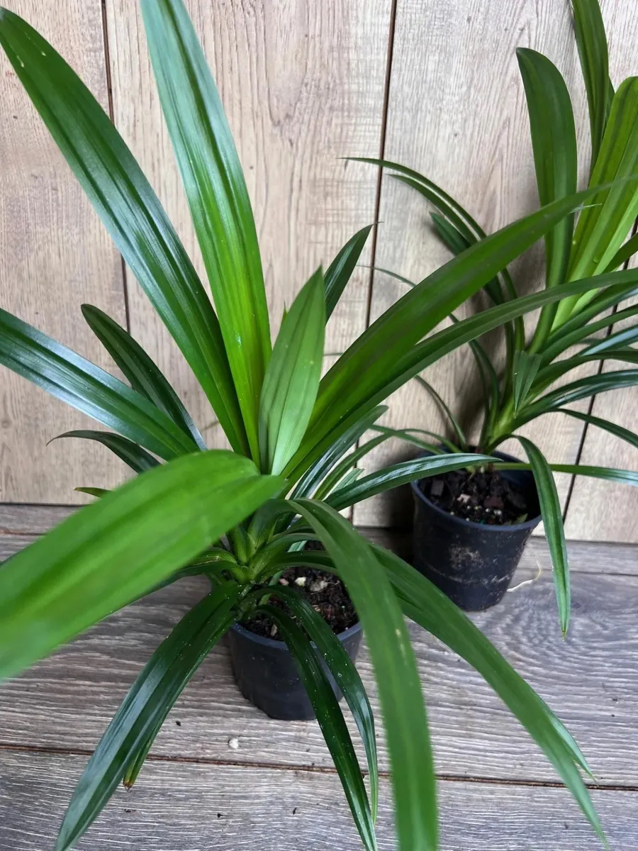 Pandan Live Plant - 4 inch Pot - Aromatic & Culinary Herb - Indoor/Outdoor - Image 5