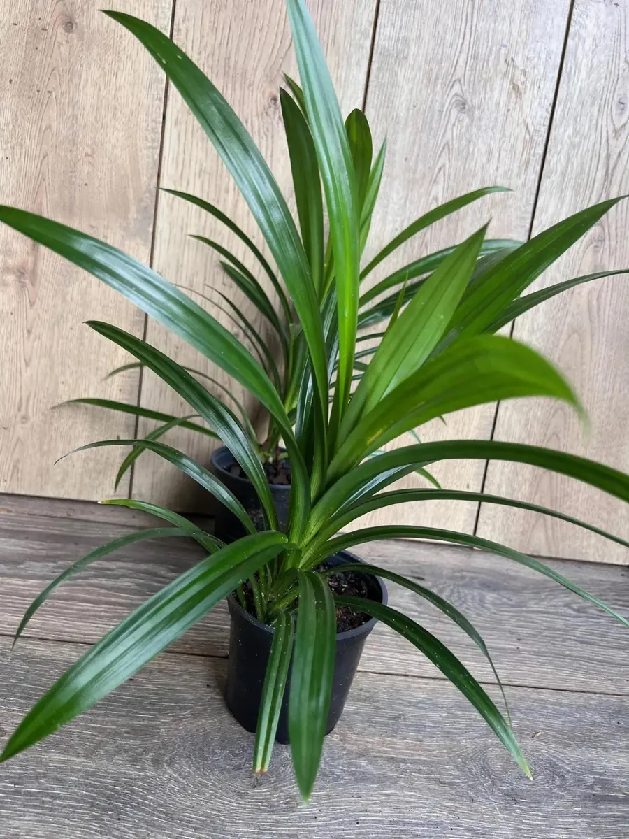 Pandan Live Plant - 4 inch Pot - Aromatic & Culinary Herb - Indoor/Outdoor - Image 6