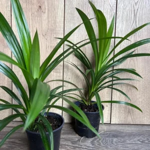 Pandan Live Plant - 4 inch Pot - Aromatic & Culinary Herb - Indoor/Outdoor - Image 7