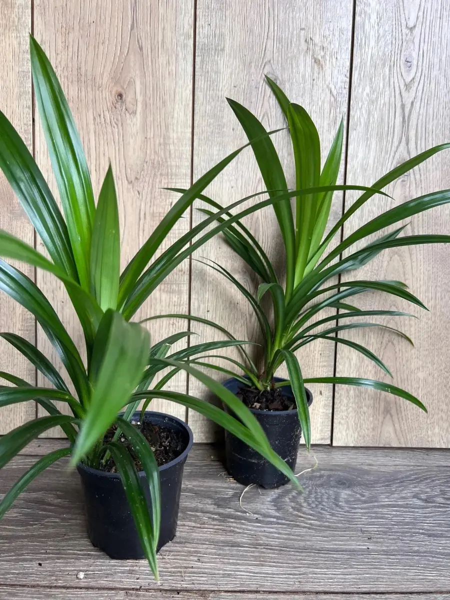 Pandan Live Plant - 4 inch Pot - Aromatic & Culinary Herb - Indoor/Outdoor - Image 7