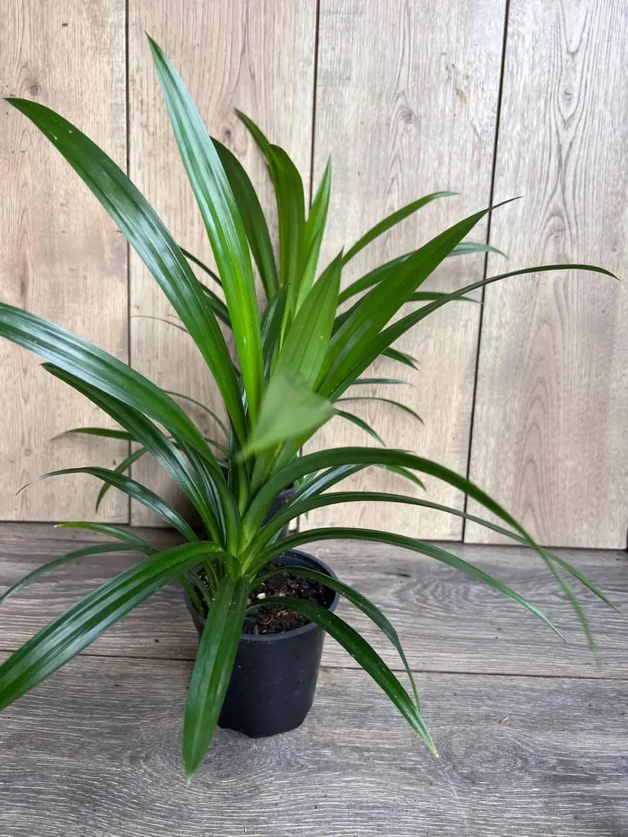 Pandan Live Plant - 4 inch Pot - Aromatic & Culinary Herb - Indoor/Outdoor - Image 1