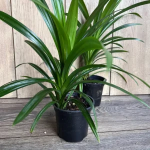 Pandan Live Plant - Aromatic Pandanus Plant in 4 inch Pot, 14-20 inches tall - Image 2