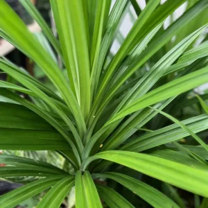 Pandan Live Plant - Aromatic Pandanus Plant in 4 inch Pot, 14-20 inches tall - Image 1