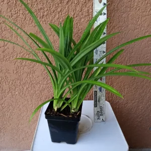 Pandan Live Plant - Fragrant Pandanus Amaryllifolius Rooted Plant - Indoor/Outdoor - Image 2