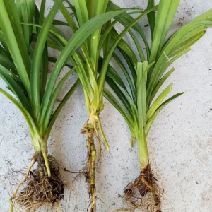 Pandan Live Plant - Fragrant Pandanus Amaryllifolius Rooted Plant - Indoor/Outdoor - Image 5