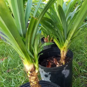 Pandan Live Plant - Fragrant Pandanus Amaryllifolius Rooted Plant - Indoor/Outdoor - Image 6