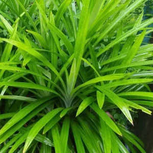 Pandan Live Plant – Fragrant Screwpine – 5-9 inches Tall – Culinary Herb – Indoor/Outdoor - Image 1