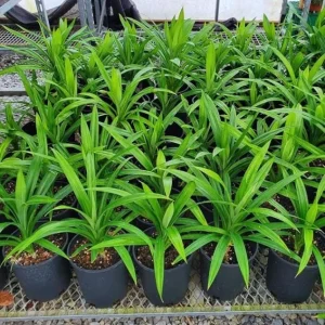 Pandan Live Plant – Fragrant Screwpine – 5-9 inches Tall – Culinary Herb – Indoor/Outdoor - Image 2