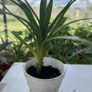 Pandan Live Plant – Fragrant Screwpine – 5-9 inches Tall – Culinary Herb – Indoor/Outdoor - Image 7