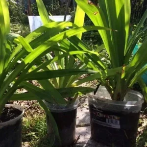 Pandan Live Plant (Lá Dứa) 10-17 inches Tall - Organically Grown Potted - Image 3