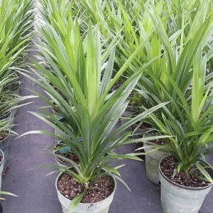Pandan Live Plant (Lá Dứa) 10-17 inches Tall - Organically Grown Potted - Image 1