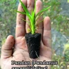 Pandan Live Plant – Pandanus Amaryllifolius – Tropical Culinary Herb 6-8 Feet Tall - Image 1