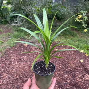 Pandan Live Plant – Pandanus Amaryllifolius – Tropical Culinary Herb 6-8 Feet Tall - Image 2