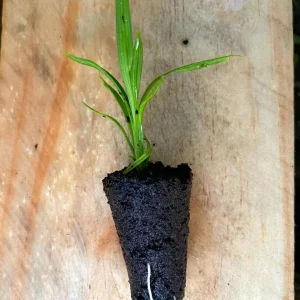 Pandan Live Plant – Pandanus Amaryllifolius – Tropical Culinary Herb 6-8 Feet Tall - Image 3