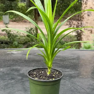 Pandan Live Plant – Pandanus Amaryllifolius – Tropical Culinary Herb 6-8 Feet Tall - Image 7