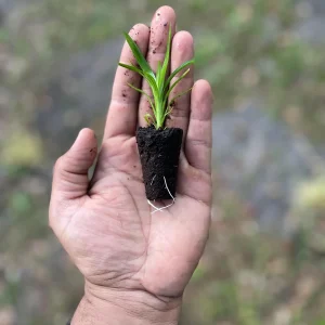 Pandan Live Plant – Pandanus Amaryllifolius – Tropical Culinary Herb 6-8 Feet Tall - Image 8