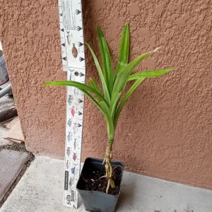 Pandan Plant Live - Fragrant Pandanus amaryllifolius Starter Plant, 6-9 inches, Potted - Image 10