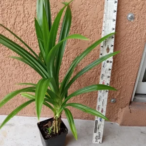 Pandan Plant Live - Fragrant Pandanus amaryllifolius Starter Plant, 6-9 inches, Potted - Image 6