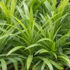 pandan plants