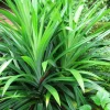 pandan plants