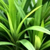 pandan plants
