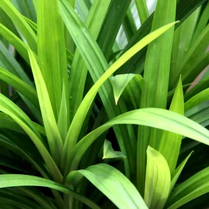 pandan plants