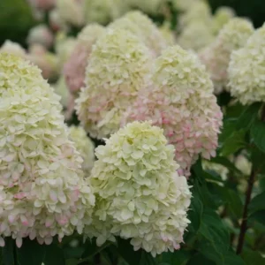 Panicle Hydrangea Live Plant – Compact White to Pink Shrub – 4-6 ft Tall - Image 10