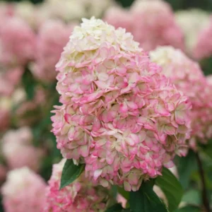Panicle Hydrangea Live Plant – Compact White to Pink Shrub – 4-6 ft Tall - Image 2
