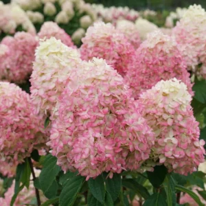Panicle Hydrangea Live Plant – Compact White to Pink Shrub – 4-6 ft Tall - Image 3
