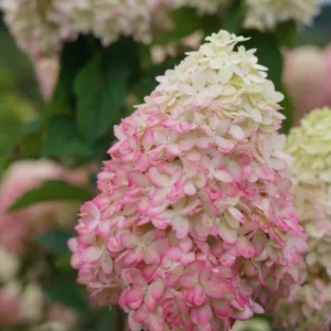 Panicle Hydrangea Live Plant – Compact White to Pink Shrub – 4-6 ft Tall - Image 5