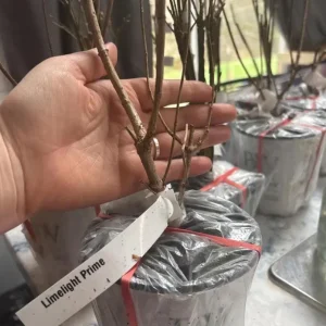 Panicle Hydrangea Live Plant – Compact White to Pink Shrub – 4-6 ft Tall - Image 6