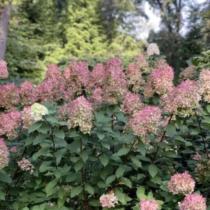 Panicle Hydrangea Live Plant – Compact White to Pink Shrub – 4-6 ft Tall - Image 8