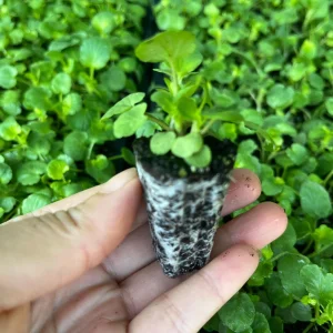 Pansy Live Plants - Hardy Perennials for Pots, Borders & Gardens - 1 inch Plug - Image 2