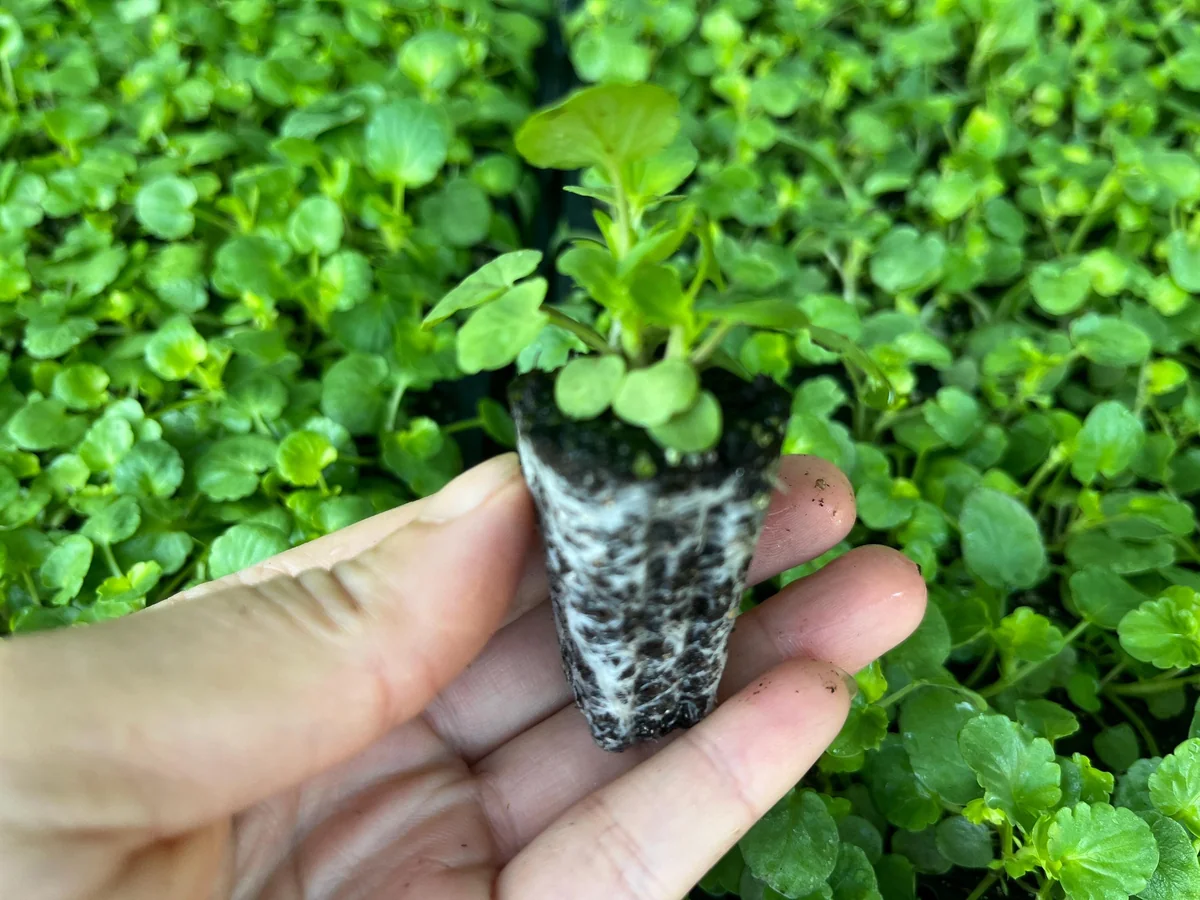 Pansy Live Plants - Hardy Perennials for Pots, Borders & Gardens - 1 inch Plug - Image 2