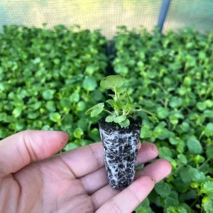 Pansy Live Plants - Hardy Perennials for Pots, Borders & Gardens - 1 inch Plug - Image 3