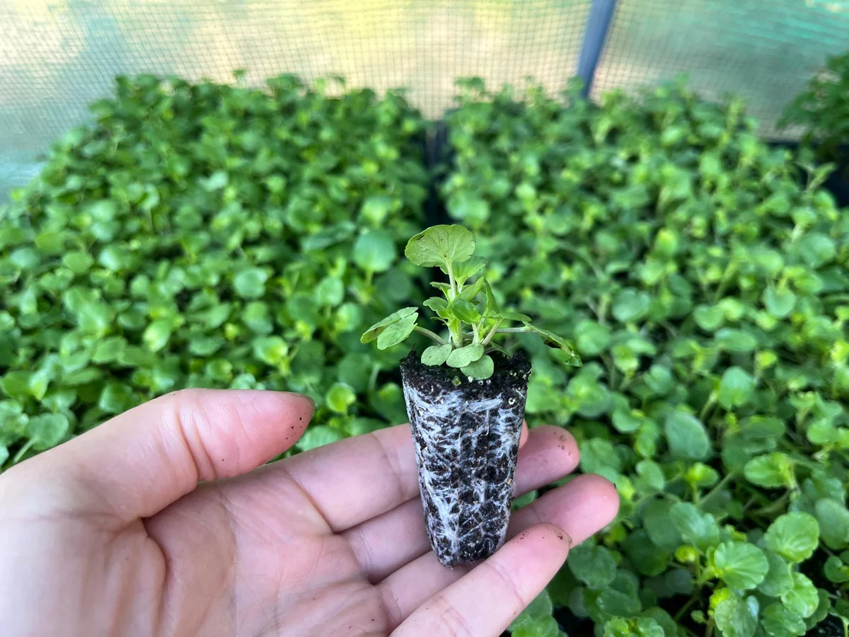 Pansy Live Plants - Hardy Perennials for Pots, Borders & Gardens - 1 inch Plug - Image 3