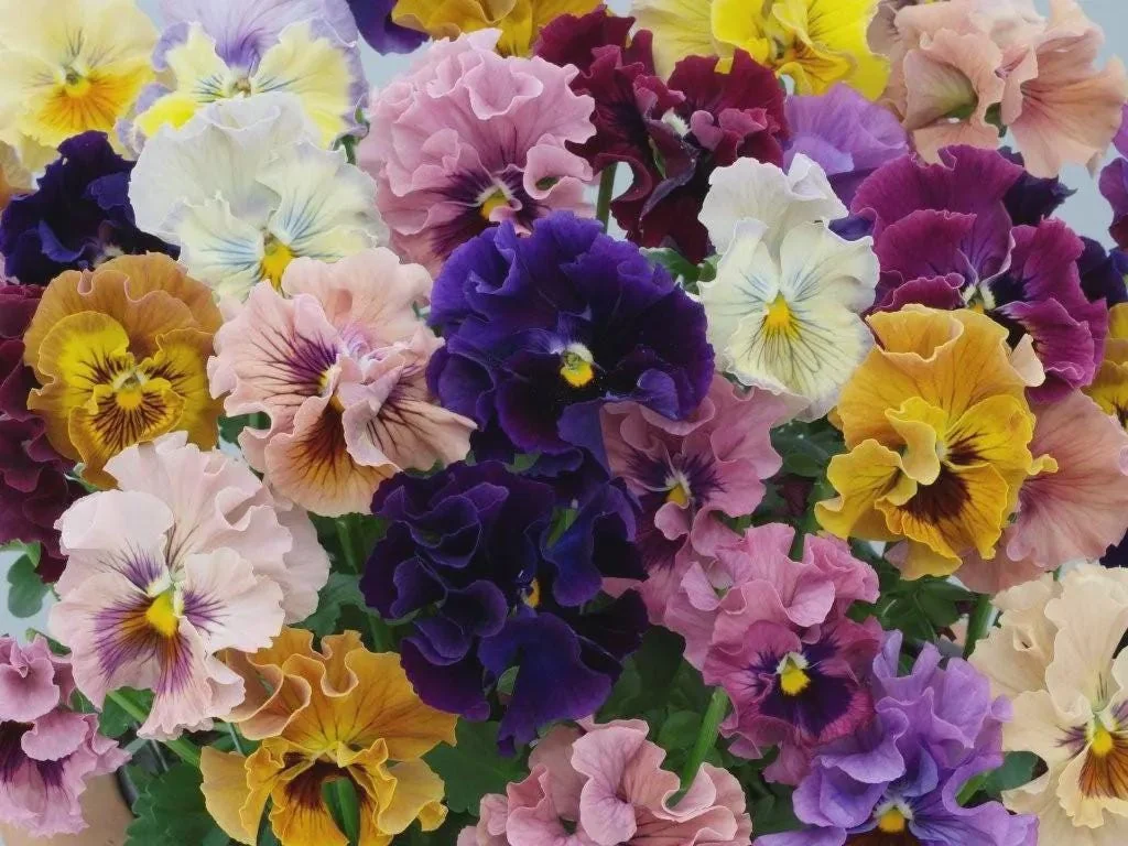 Pansy Live Plants - Hardy Perennials for Pots, Borders & Gardens - 1 inch Plug - Image 4