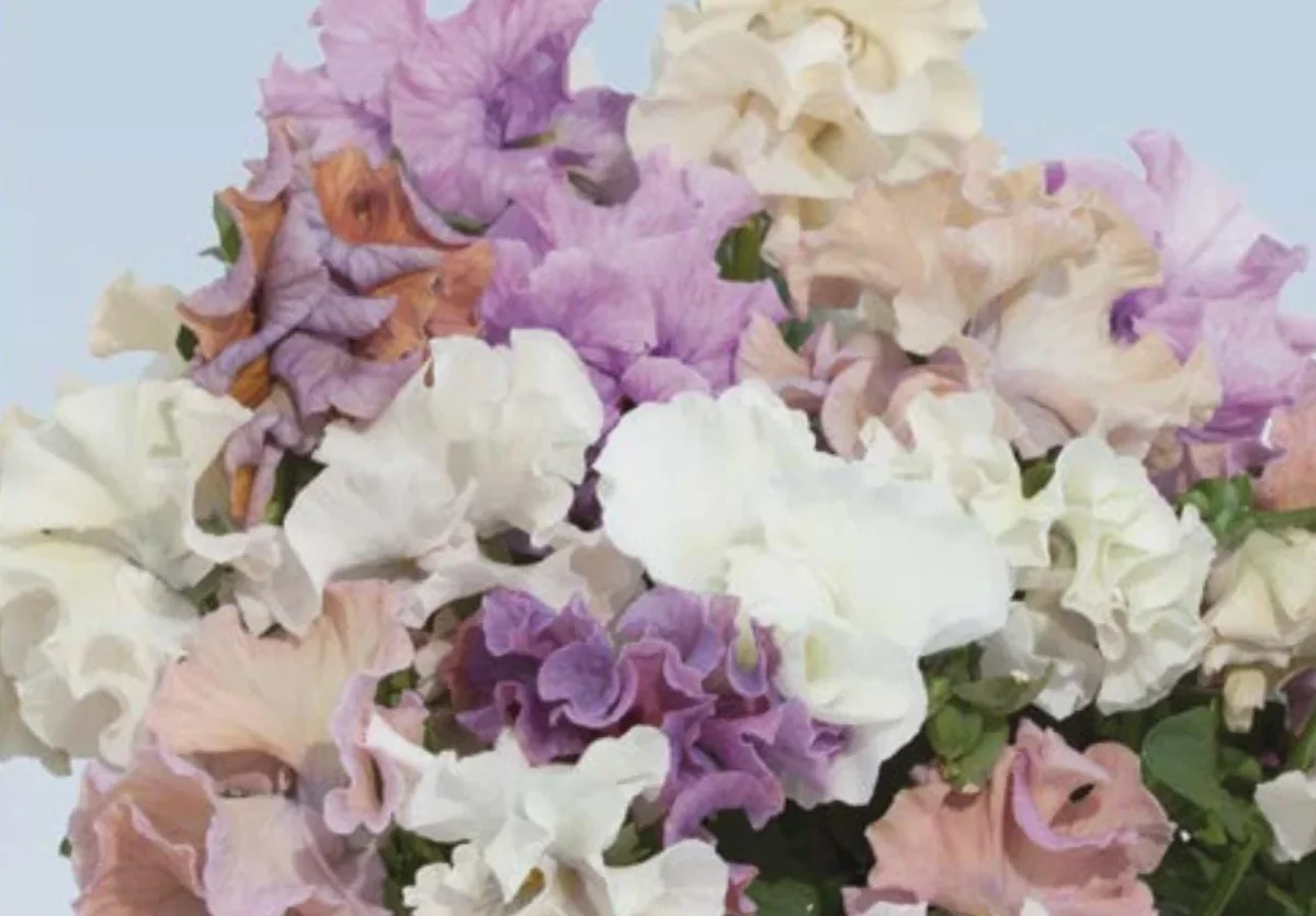 Pansy Live Plants - Hardy Perennials for Pots, Borders & Gardens - 1 inch Plug - Image 5